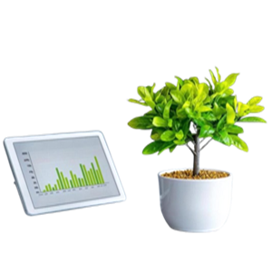 Plant